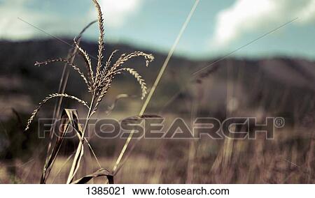 Stock Image - "Crops on field against sky, Mandalay, Myanmar". Fotosearch