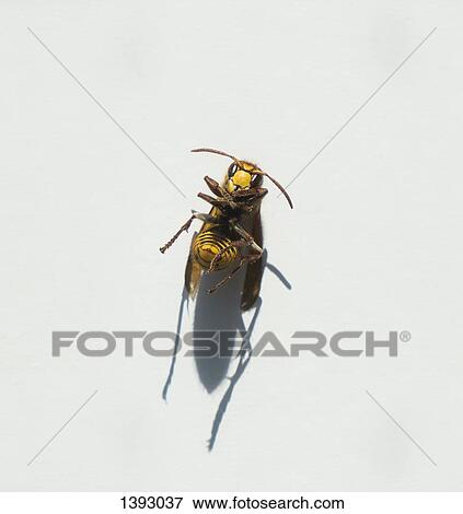 Stock Photo - Dead honey bee on white table. Fotosearch