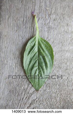 Directly above shot of basil leaf on wooden table View Large Photo Image Stock Image - Directly above shot of basil leaf on wooden table. Fotosearch