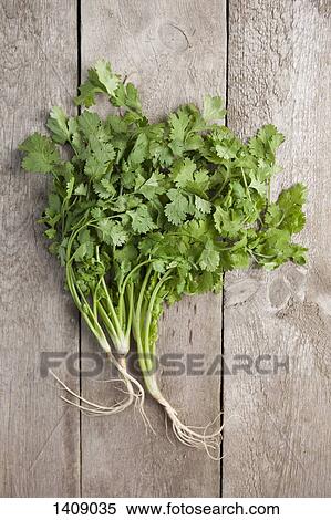 Directly above shot of coriander leaves on wooden table View Large Photo Image Stock Photography - Directly above shot of coriander leaves on wooden table. Fotosearch