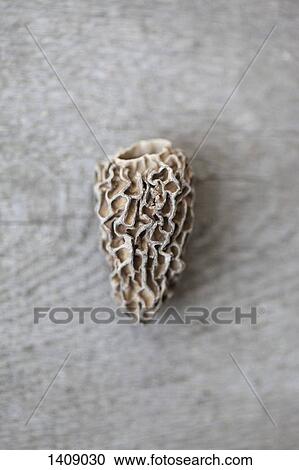 Directly above shot of dried Morchella mushroom View Large Photo Image Stock Image - Directly above shot of dried Morchella mushroom . Fotosearch