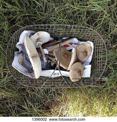 Directly above shot of edible mushrooms in basket on grass View Large Photo Image Stock Image - Directly above shot of edible mushrooms in basket on grass. Fotosearch