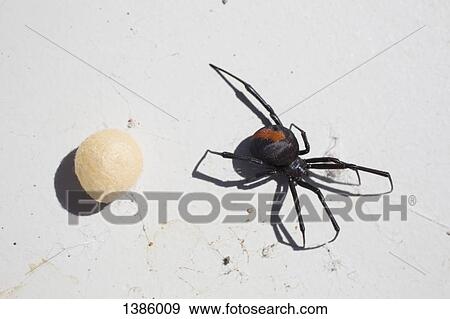 Directly above shot of redback Spider with cocoon on surface View Large Photo Image Stock Photo - Directly above shot of redback Spider with cocoon on surface. Fotosearch