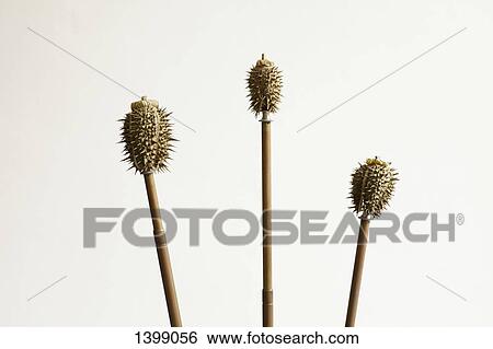 Dry datura fruits on sticks against white background View Large Photo Image Stock Photograph - Dry datura fruits on sticks against white background. Fotosearch