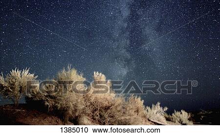 Stock Image - "Dry plants against sky at night, Aydar lake, Uzbekistan". Fotosearch