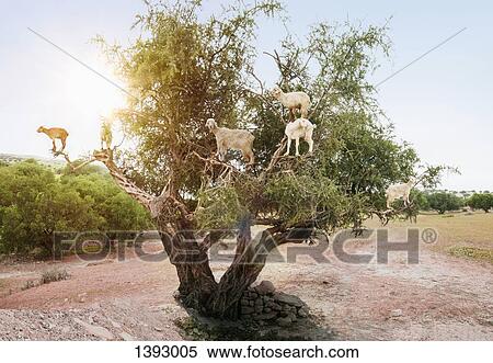 Flock of goats on tree branches View Large Photo Image Stock Photography - Flock of goats on tree branches. Fotosearch