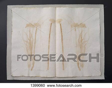 Stock Image - Flower print on paper. Fotosearch