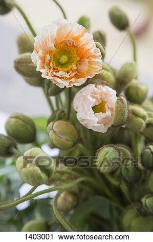 Stock Image - Flowers and buds growing in garden. Fotosearch