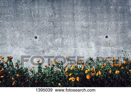 Stock Photo - Flowers growing against wall. Fotosearch