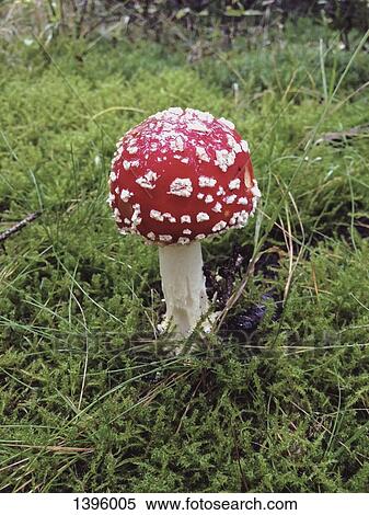Fly agaric mushroom growing on grass View Large Photo Image Stock Photography - Fly agaric mushroom growing on grass. Fotosearch
