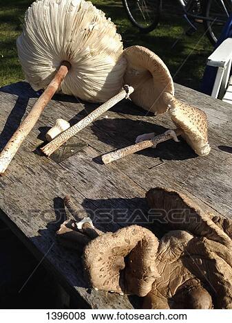 Fresh edible mushrooms on wooden table in yard View Large Photo Image Stock Photo - Fresh edible mushrooms on wooden table in yard. Fotosearch