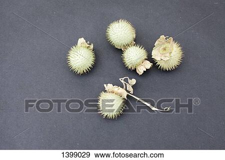 Stock Photo - Fruits of datura plant on gray background. Fotosearch