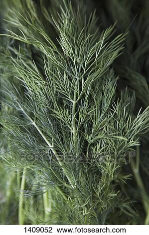 Stock Image - Full frame shot of dill leaves. Fotosearch