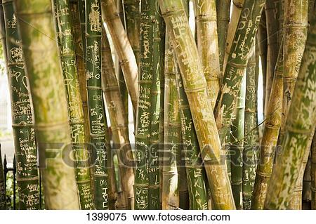 Stock Photography - Full frame shot of scribbled bamboo groves. Fotosearch