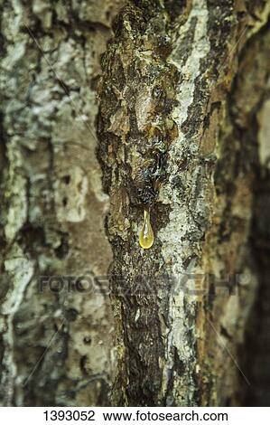 Stock Image - Full frame shot of tree trunk with rosin. Fotosearch