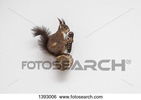 Full length side view of squirrel holding pine cone on log against wall View Large Photo Image Stock Photograph - Full length side view of squirrel holding pine cone on log against wall. Fotosearch