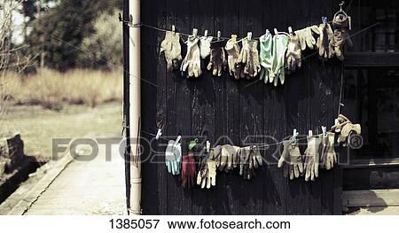 "Gloves drying on clothesline at yard, Hamasaka, Japan" View Large Photo Image Stock Photo - "Gloves drying on clothesline at yard, Hamasaka, Japan". Fotosearch