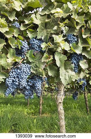 Grapes growing in vineyard View Large Photo Image Stock Photo - Grapes growing in vineyard. Fotosearch