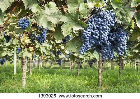 Grapes growing in vineyard View Large Photo Image Stock Photography - Grapes growing in vineyard. Fotosearch