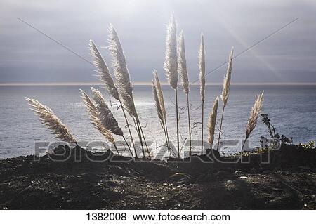 Grass growing by sea View Large Photo Image Stock Photo - Grass growing by sea. Fotosearch