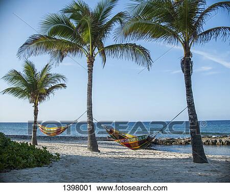 Hammocks tied to palm trees on beach against sky View Large Photo Image Stock Image - Hammocks tied to palm trees on beach against sky. Fotosearch