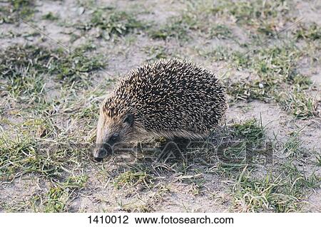 Stock Image - Hedgehog on field. Fotosearch