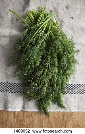 High angle view of dill leaves on cloth View Large Photo Image Stock Image - High angle view of dill leaves on cloth. Fotosearch