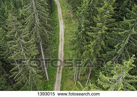 Stock Photography - High angle view of dirt road amidst evergreen trees. Fotosearch