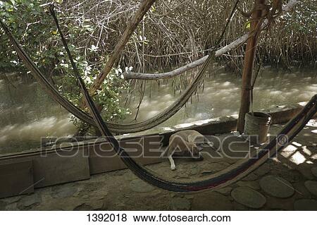Stock Photo - High angle view of hammock and dog by pond. Fotosearch