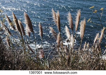 High angle view of pampas grass growing at lakeshore View Large Photo Image Stock Image - High angle view of pampas grass growing at lakeshore. Fotosearch