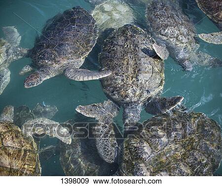 Stock Photo - High angle view of turtles swimming in sea. Fotosearch