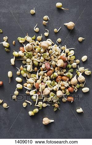 High angle view of various bean sprouts on table View Large Photo Image Stock Image - High angle view of various bean sprouts on table. Fotosearch