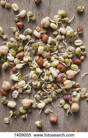 Stock Photography - High angle view of various bean sprouts on table. Fotosearch
