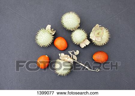 Kumquat and datura plant fruits on gray background View Large Photo Image Stock Photo - Kumquat and datura plant fruits on gray background. Fotosearch