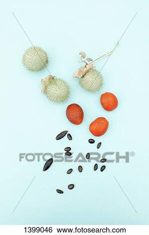 Stock Photograph - Kumquat and datura plant fruits with seeds on blue background. Fotosearch