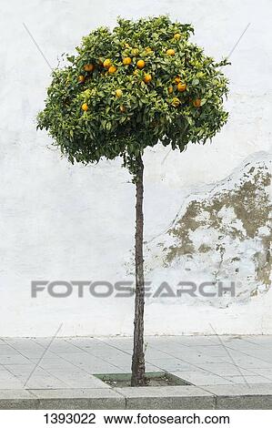 Lemon tree on sidewalk View Large Photo Image Stock Image - Lemon tree on sidewalk. Fotosearch