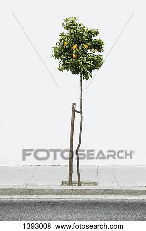 Lemon tree on sidewalk View Large Photo Image Stock Photo - Lemon tree on sidewalk. Fotosearch