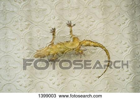 Lizard seen through glass window View Large Photo Image Stock Image - Lizard seen through glass window. Fotosearch