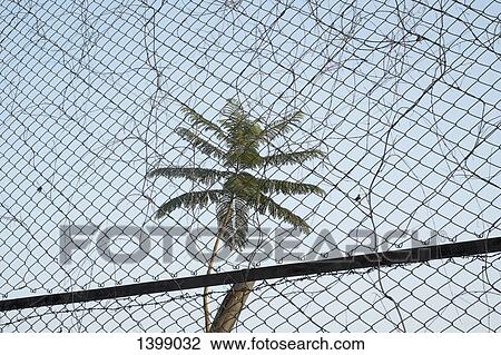Low angle view of palm tree seen through chainlink fence against sky View Large Photo Image Stock Image - Low angle view of palm tree seen through chainlink fence against sky. Fotosearch