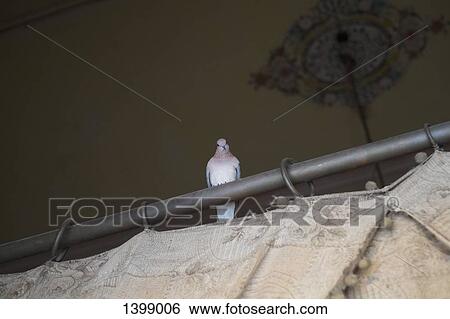 Low angle view of pigeon perching on curtain rod View Large Photo Image Stock Photograph - Low angle view of pigeon perching on curtain rod. Fotosearch