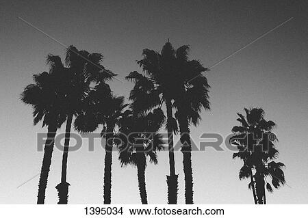 Picture - Low angle view of silhouette palm trees against clear sky at dusk. Fotosearch