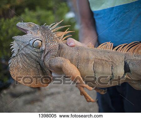 Stock Photography - Midsection of man holding iguana outdoors. Fotosearch