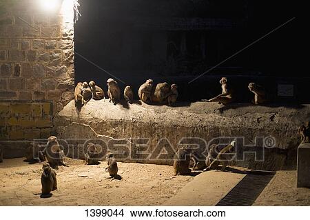 Picture - Monkeys sitting on wall at night. Fotosearch