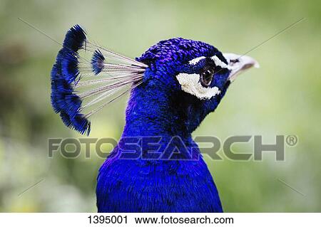 Stock Image - Peacock looking away outdoors. Fotosearch