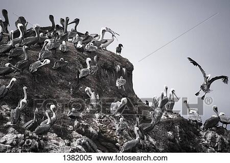 Pelicans on hill against clear sky View Large Photo Image Stock Photography - Pelicans on hill against clear sky. Fotosearch