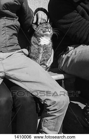 Stock Photograph - People sitting with cat on bench outdoors. Fotosearch
