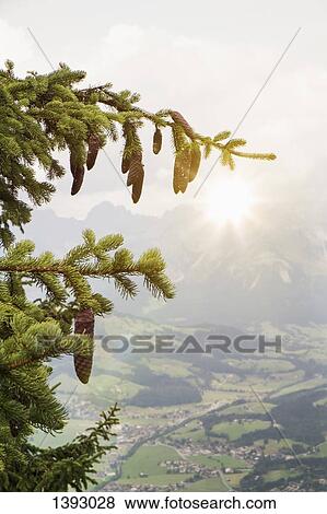 Stock Photo - Pine cones hanging from tree. Fotosearch