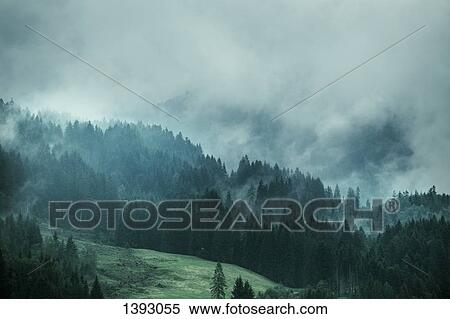 Stock Photography - Pine trees on field during foggy weather. Fotosearch