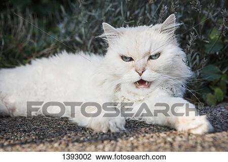 Portrait of white cat snarling outdoors View Large Photo Image Stock Image - Portrait of white cat snarling outdoors. Fotosearch