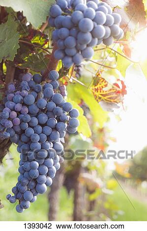 Stock Image - Red grapes growing in vineyard. Fotosearch